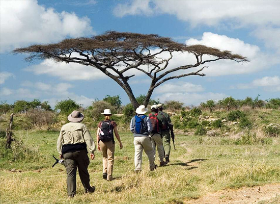 Guided Group Safari